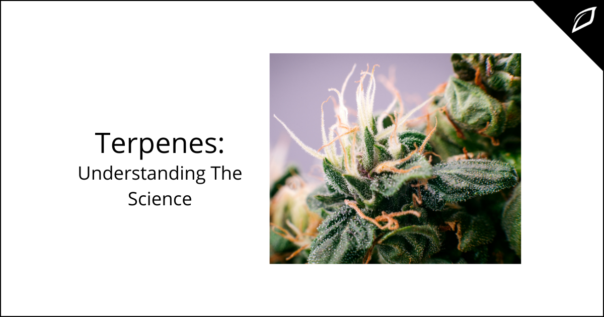 Terpenes: Understanding The Science